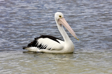 Fototapeta na wymiar Australian Pelican,Pelecanus conspicillatus,ashore, Australia