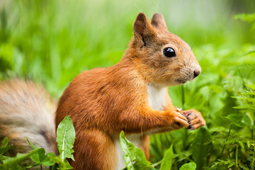 Naklejka na ściany i meble red squirrel (Sciurus) standing on hind legs