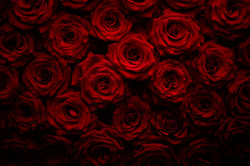 Obraz premium Róże