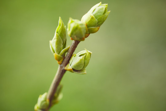 Green buds