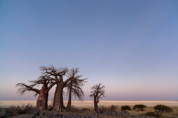 Fototapeta na wymiar Baobabs at twilight