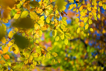 Autumn at full swing