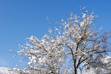 branches of trees covered with snow