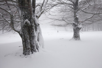 Fototapeta na wymiar Foggy winter landscape in the forest
