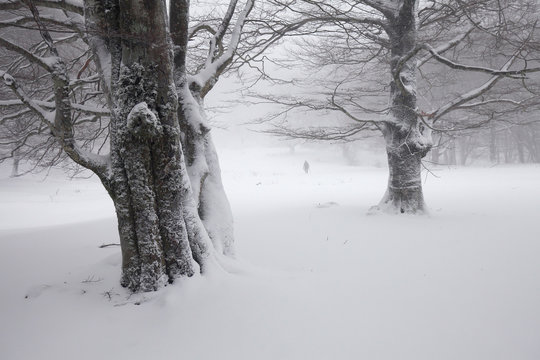 Fototapeta Foggy winter landscape in the forest