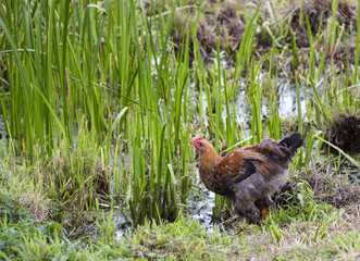Colorful chicken on nature