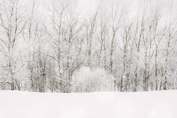 Obraz premium Snowfall in forest with hoarfrost, copy space