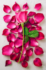 Overhead view of Beautiful pink rose and petals on cement floor,