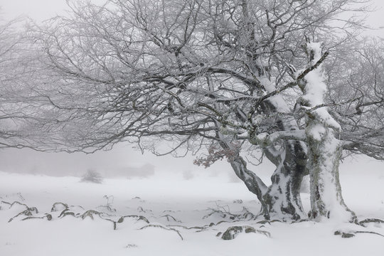 Fototapeta Foggy winter landscape in the forest