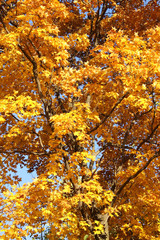 Tree branch with autumn leaves