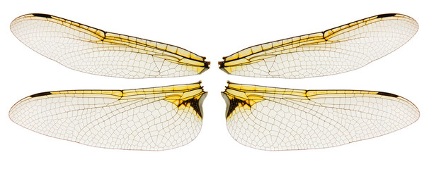 Dragonfly wings isolated on white - obrazy, fototapety, plakaty