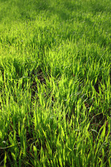 Green grass background texture