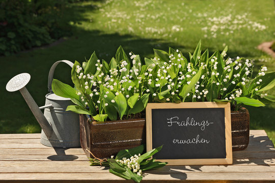 Blumenschale mit Maigl&ouml;ckchen