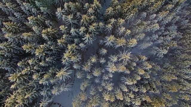 Aerial 4K - Ultra HD: Birds eye view on beautiful silent forrest landscape in snow winter with sun light and awesome lens flares.