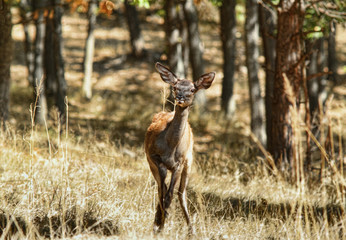 Deer