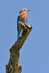 Tanzania parco Serengeti Ngoro Ngoro ghiandaia pettolilla