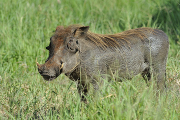 Tanzania parco Serengeti Ngoro Ngoro facocero