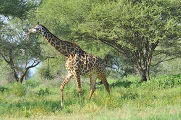 Tanzania parco Serengeti Ngoro Ngoro scimmia