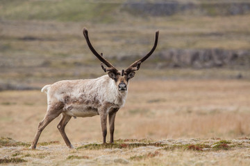 Reindeer, Iceland