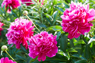 Obraz premium Buds bright pink peonies in a summer garden