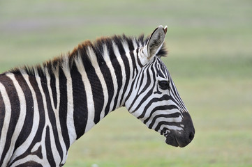 Fototapeta na wymiar Tanzania parco Serengeti Ngoro Ngoro zebra