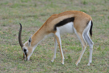 Tanzania parco Serengeti Ngoro Ngoro gazzella di thomson