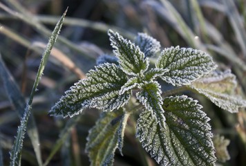Close-up of frost