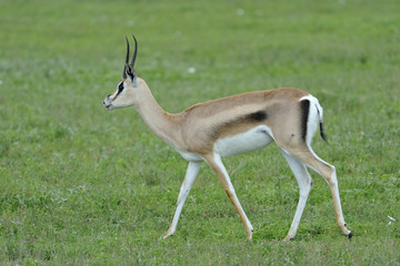 Naklejka na ściany i meble Tanzania parco Serengeti Ngoro Ngoro gazzella di grant