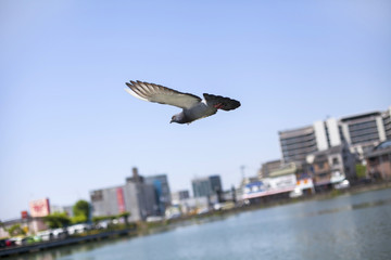 飛んでいる鳩