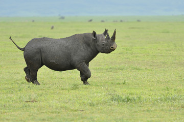 Tanzania parco Serengeti Ngoro Ngoro rinoceronte