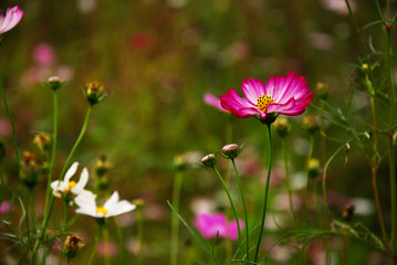 The beautiful galsang flowers in garden