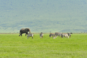 Tanzania Parco Ngoro Ngoro - sagittario serpentario - secretary bird
