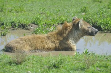 Tanzania Parco Serengeti iena
