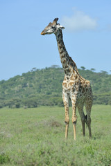 Tanzania Parco Serengeti giraffa
