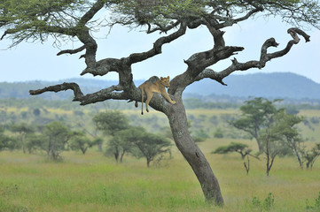 Fototapeta na wymiar Tanzania Parco Serengeti leone sull'albero 