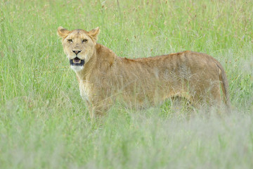 Fototapeta na wymiar Tanzania Parco Serengeti leonessa 