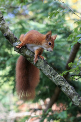 Red squirrel (Sciurus vulgaris)