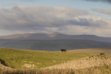 Yorkshire Dales