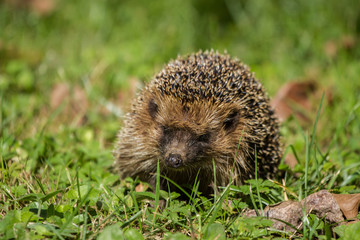 Hedgehog