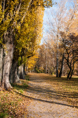 Park path in autumn