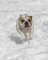 Obraz premium White bulldog charging through the snow
