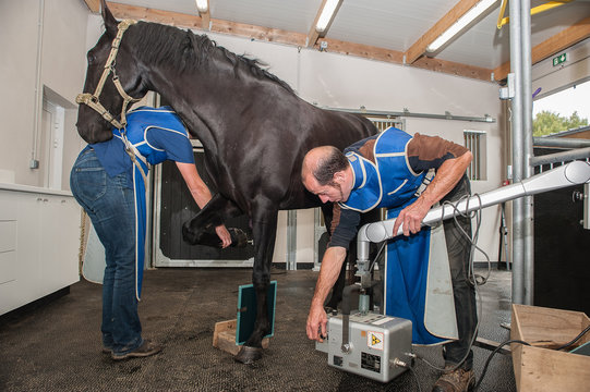 Radiographie et &eacute;chographie d'un cheval et fouille d'une jument avec prise de sang et fibroscopie nasale brossage des dents &eacute;lectrique et ophtalmo-graphie probl&egrave;mes respiratoire.