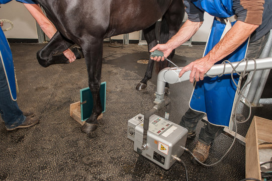 Radiographie et &eacute;chographie d'un cheval et fouille d'une jument avec prise de sang et fibroscopie nasale brossage des dents &eacute;lectrique et ophtalmo-graphie probl&egrave;mes respiratoire.