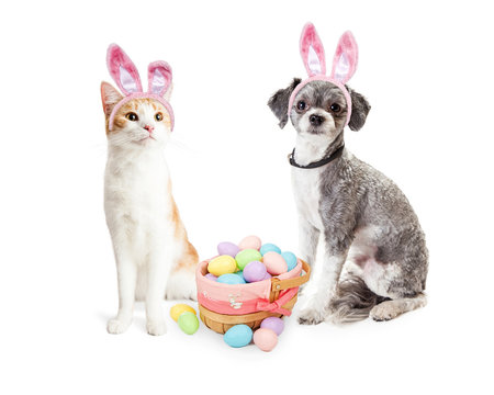 Cute Kitten and Puppy With Easter Basket
