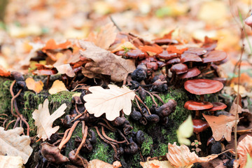 Stump covered with moss in autumn forest