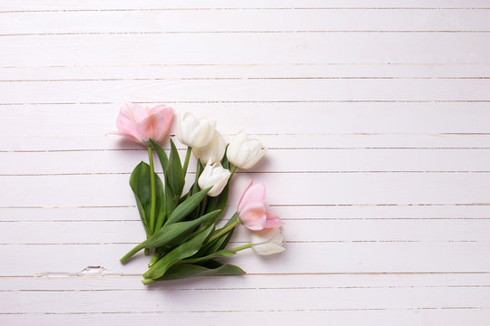Fresh  spring white and pink  tulips  on white  painted wooden b