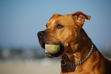 American Pit Bull Terrier holding a tennis ball