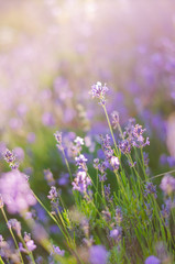 Blurring background lavender sunset. Crimean beauty at sunset © goody460