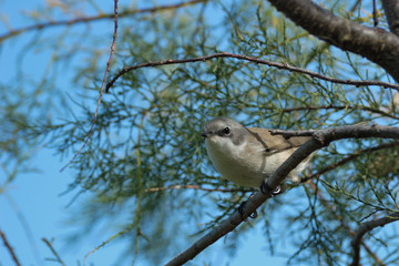 Perching lesser whitethroat