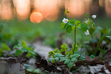 White flowers in spring forest